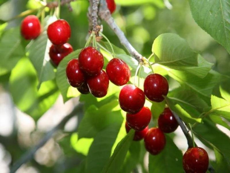 Amasya'da odasında ölü bulundu - Son Dakika Türkiye Haberleri