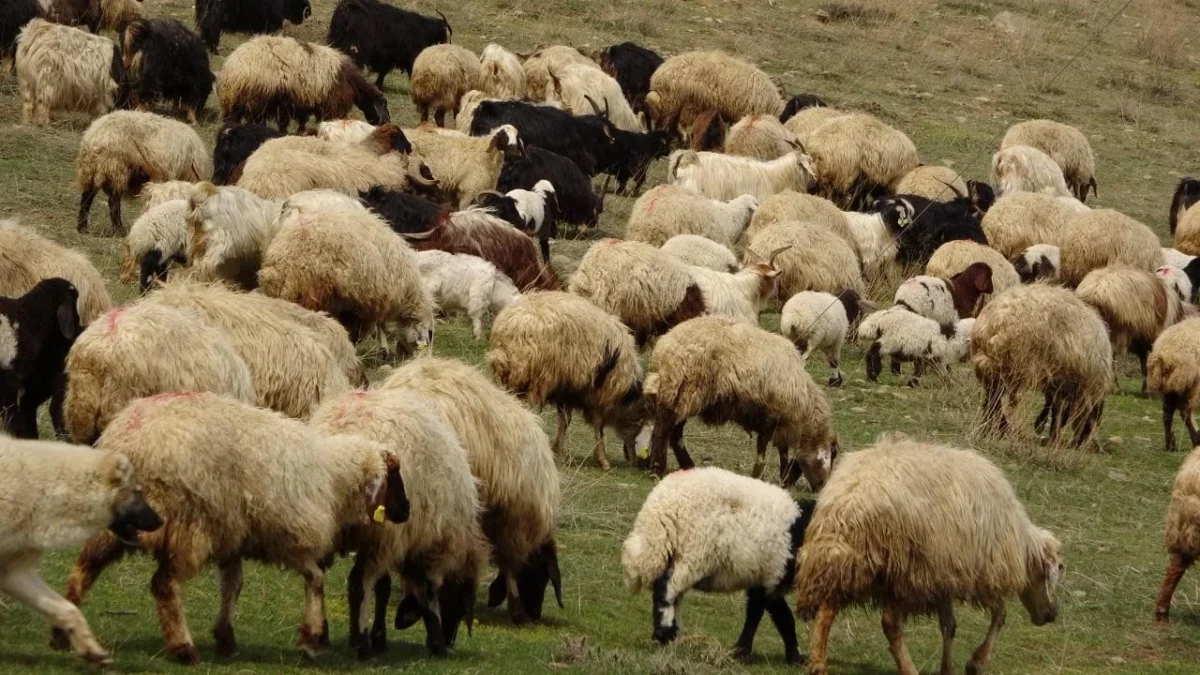 Tarım Bakanlığı Ordu’da hayvan alımı için ihaleye çıkıyor
